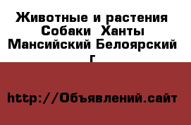 Животные и растения Собаки. Ханты-Мансийский,Белоярский г.